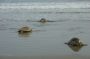 Nic - 150 * Grace shared her photos from the daytime scouting of La Flor wildlife refuge where thousands of Olive Ridley turtles came onshore to lay their eggs above the high tide line.